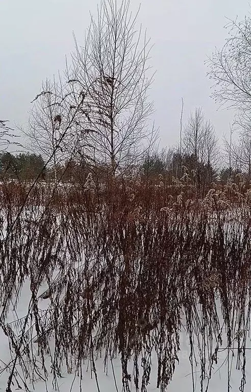 Участок в Московская область, Павлово-Посадский городской округ, д. ... - Фото 1