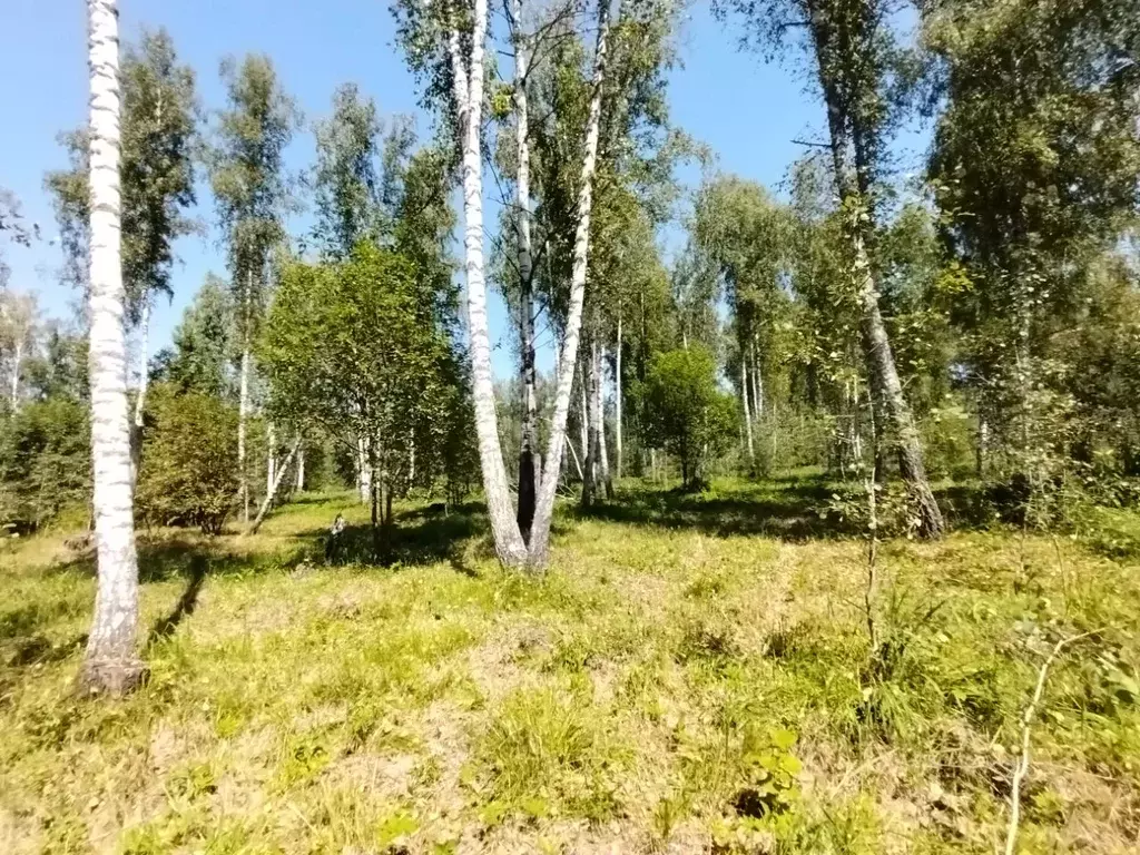 Участок в Алтай, Майминский район, пос. Черемшанка  (8.5 сот.) - Фото 1