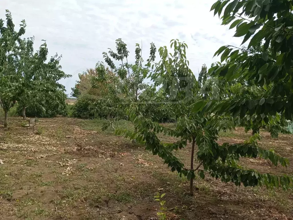 Участок в Дагестан, Дербентский район, Сабнова с/пос, с. Сабнова  (5.0 ... - Фото 1