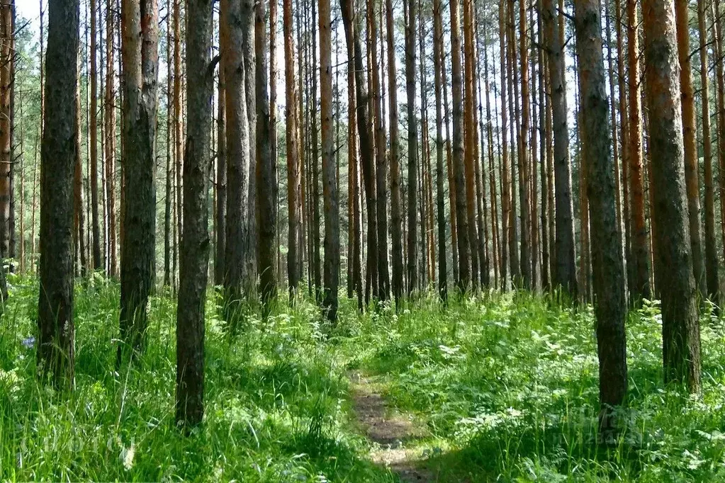 Участок в Московская область, Одинцовский городской округ, Лира ... - Фото 2