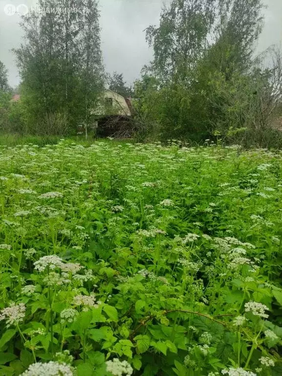 Участок в Ропшинское сельское поселение, садоводческий массив Новая ... - Фото 1