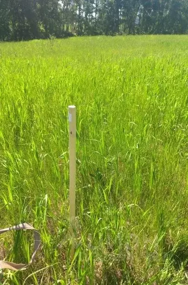 Участок в Новосибирская область, Новосибирский район, Морской ... - Фото 1