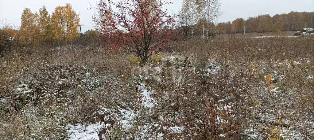 Участок в Новосибирская область, Колыванский район, д. Большая ... - Фото 1