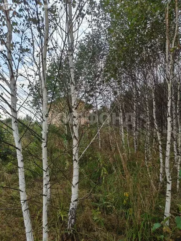 Участок в Томск, Шегарский тракт (12 м) - Фото 1