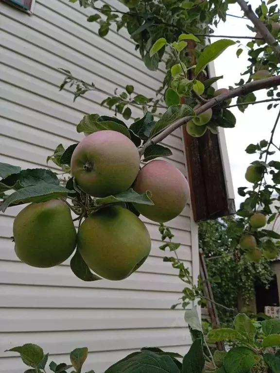 Дом в Саратовская область, Энгельсский район, Терновское муниципальное ... - Фото 2