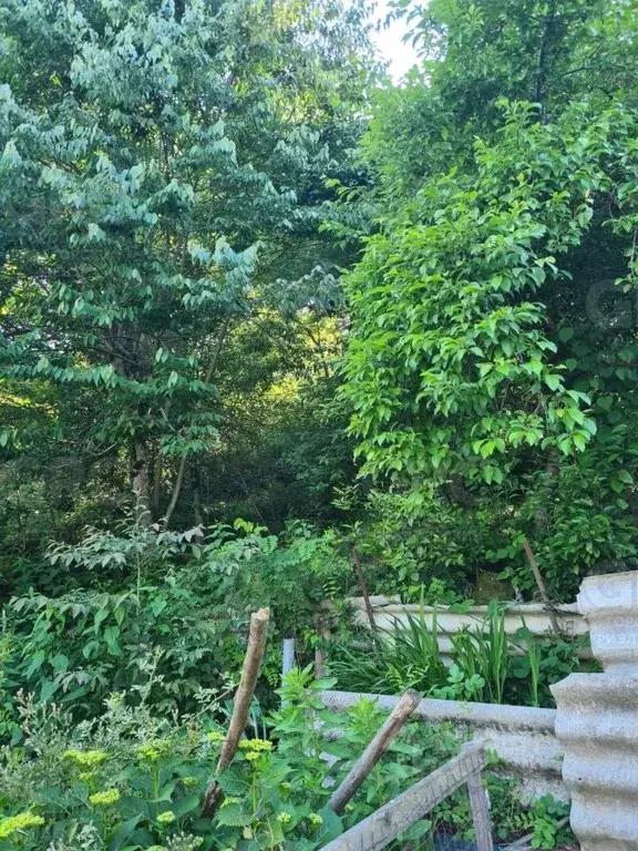 Участок в Краснодарский край, Сочи городской округ, с. Каштаны ул. ... - Фото 1
