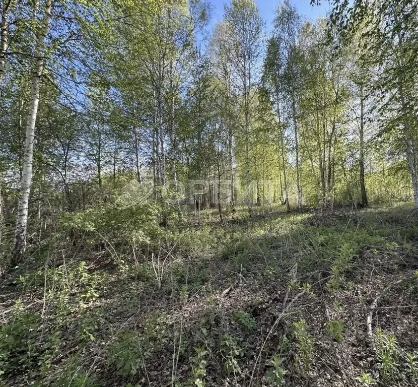 Участок в Тюменская область, Тюмень Поле Чудес садовое товарищество, ... - Фото 2