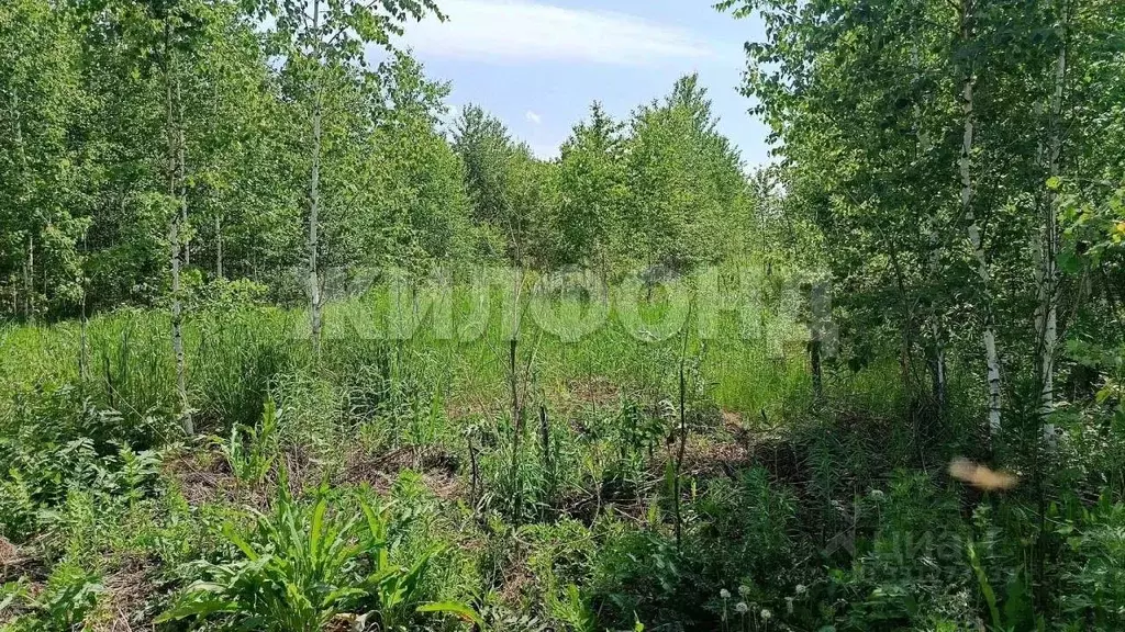 Участок в Новосибирская область, Колыванский район, Большая Семья СНТ  ... - Фото 1