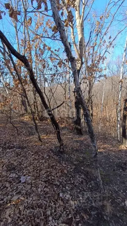 Участок в Амурская область, Благовещенский район, с. Чигири  (10.9 ... - Фото 0