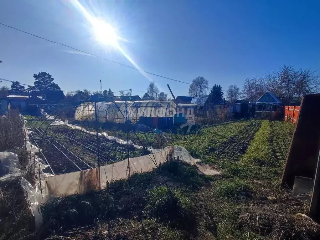 Участок в Новосибирская область, Новосибирск Радуга садовое ... - Фото 1