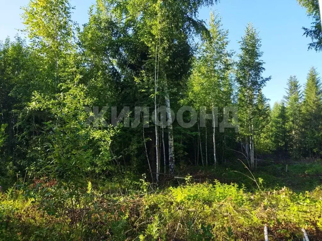 Участок в Новосибирская область, Новосибирск ул. Летчика Петрова (8.2 ... - Фото 2