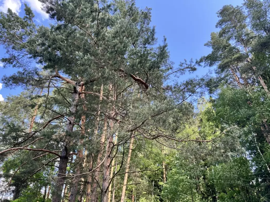 Участок в Московская область, Одинцовский городской округ, д. ... - Фото 2