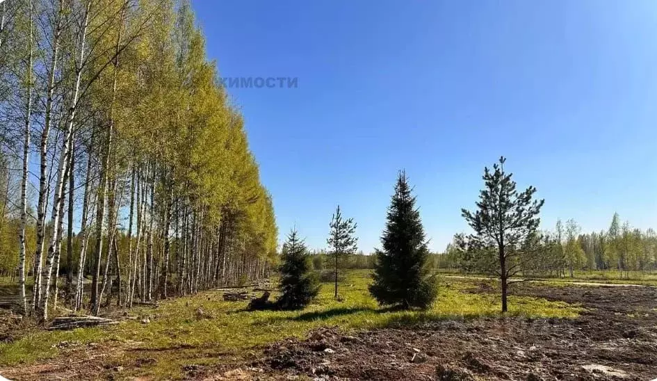 Участок в Ленинградская область, Всеволожский район, Куйвозовское ... - Фото 1
