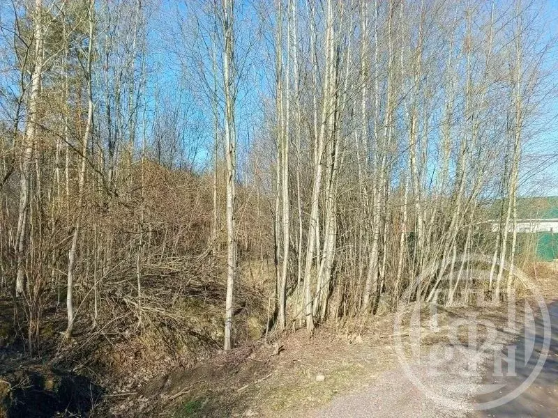 Участок в Ленинградская область, Выборгский район, Красносельское ... - Фото 2