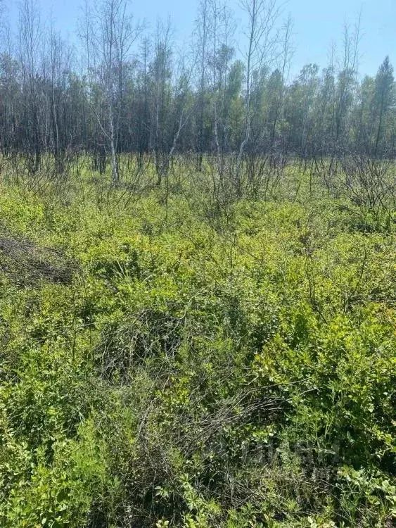 Участок в Саха (Якутия), Якутск Вилюйский тракт (7.7 сот.) - Фото 1