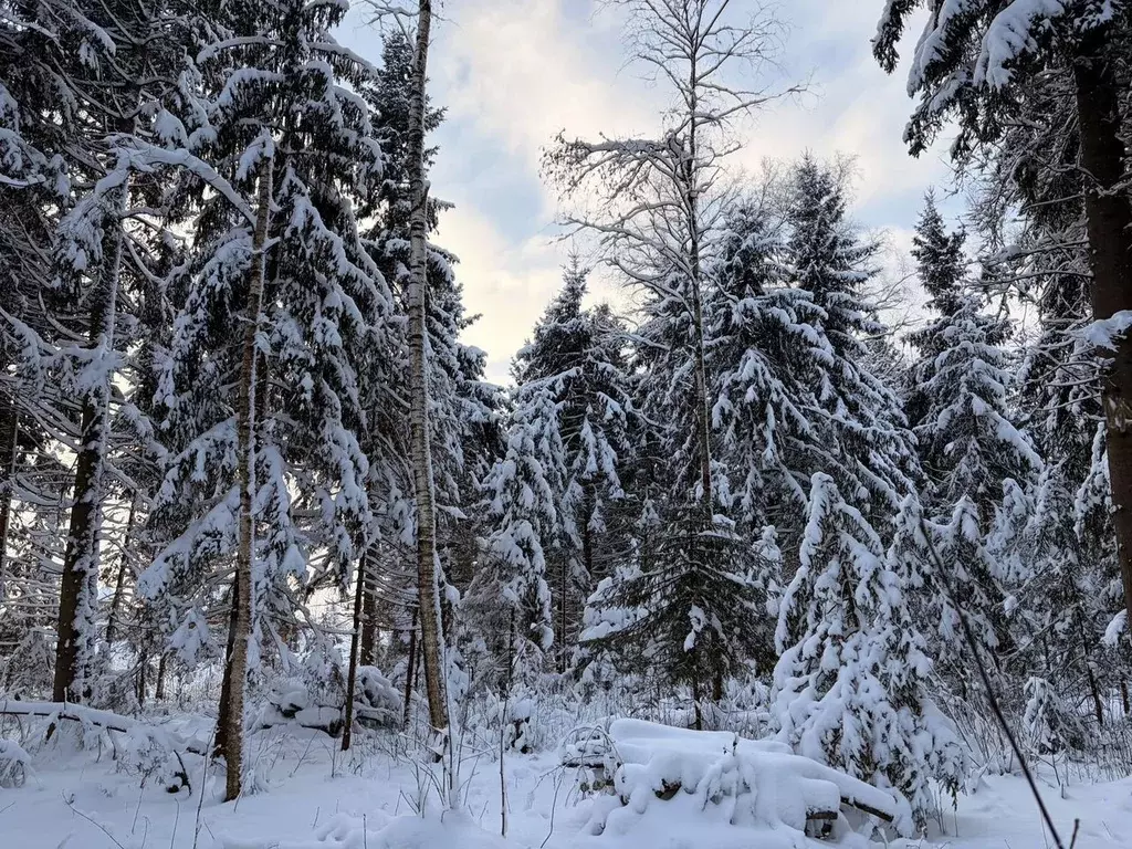 Участок в Московская область, Волоколамский муниципальный округ, ... - Фото 2