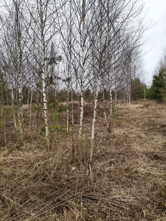 Участок в Нижегородская область, Богородский муниципальный округ, д. ... - Фото 1