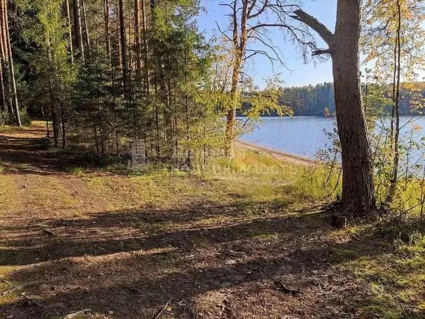 Участок в Новгородская область, Любытинское с/пос, д. Красная Гора 4Д ... - Фото 2
