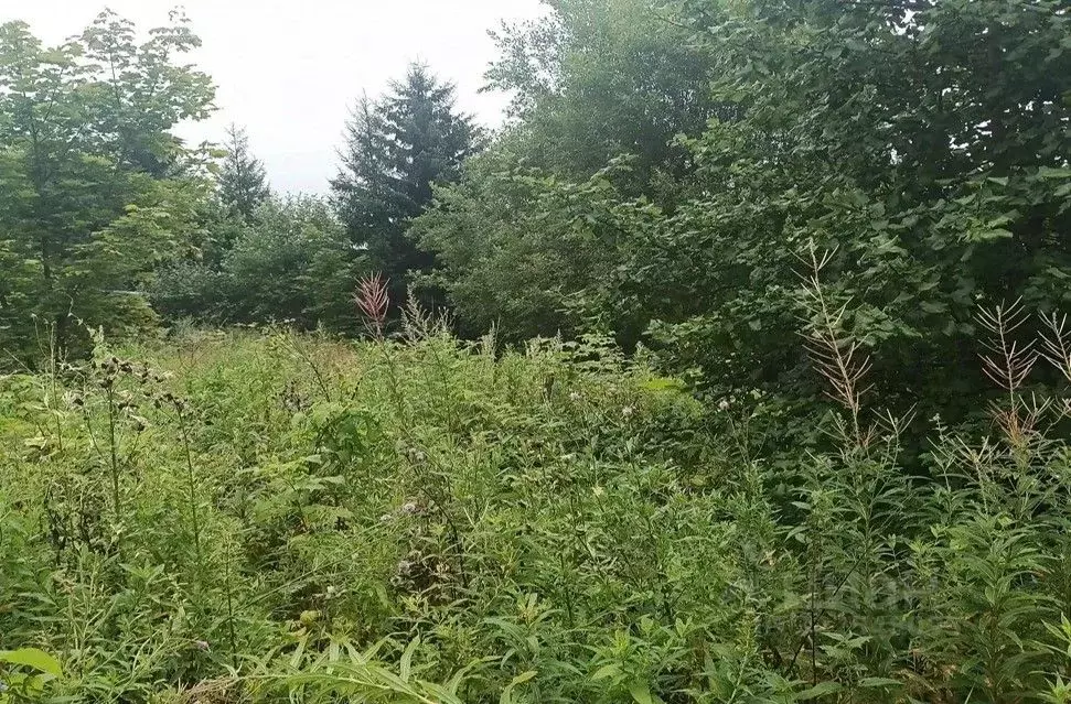 Участок в Московская область, Дмитровский муниципальный округ, д. ... - Фото 1