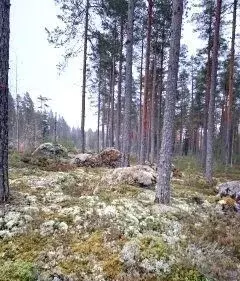 Участок в Ленинградская область, Выборгский район, Каменногорское ... - Фото 2