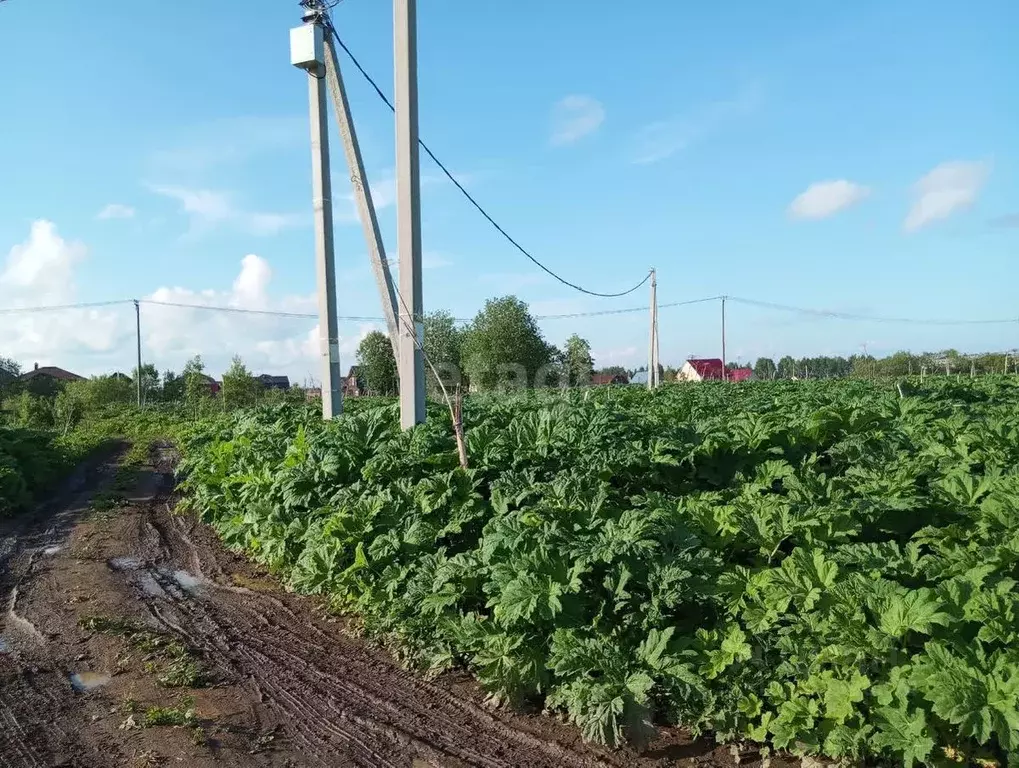 Участок в Коми, Сыктывдинский район, с. Выльгорт ул. Грибная (8.0 ... - Фото 1