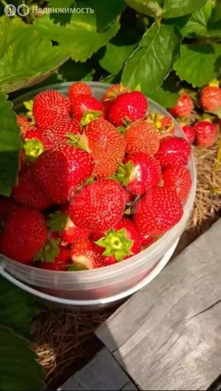 Дом в Тюменская область, Тобольский муниципальный округ, ... - Фото 1