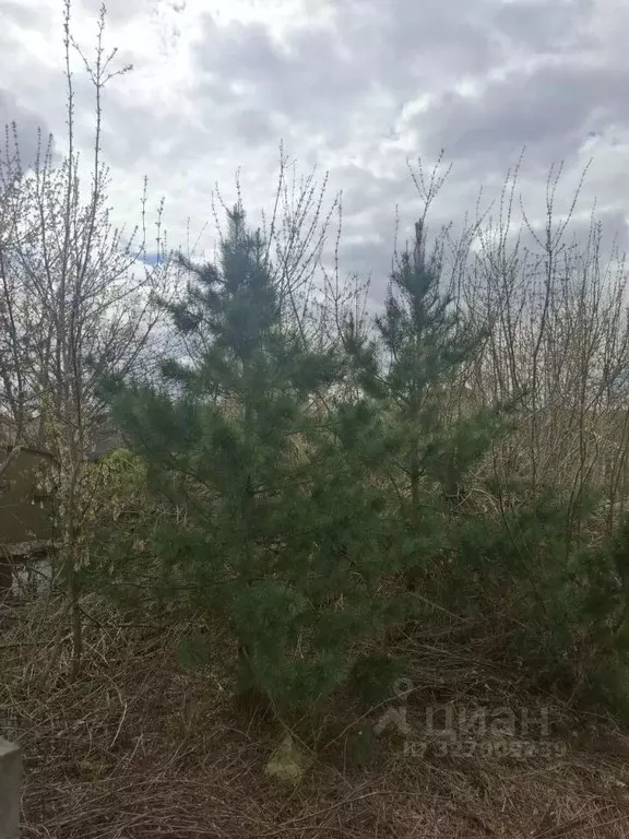 Участок в Нижегородская область, Кстово ул. Коминтерна (7.83 сот.) - Фото 2