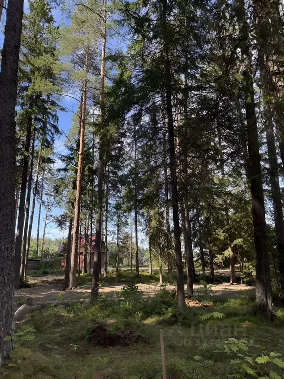 Участок в Санкт-Петербург пос. Репино, ул. 2-я Новая, 16аБ (115.0 ... - Фото 1