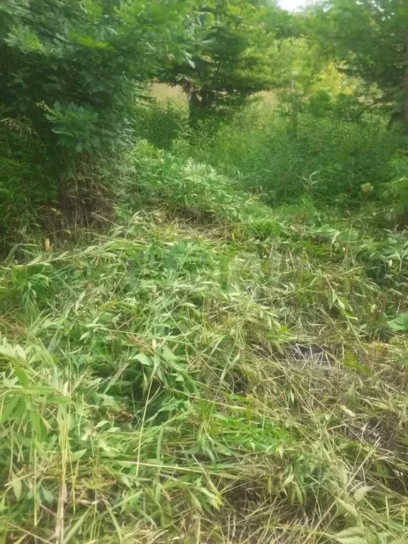 Участок в Калининградская область, Калининград Калачево СНТ, ул. ... - Фото 1