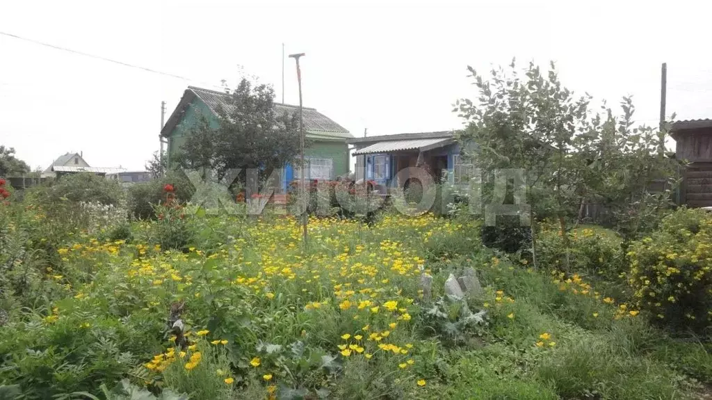 Участок в Новосибирская область, Ордынский район, с. Чингис ул. ... - Фото 2