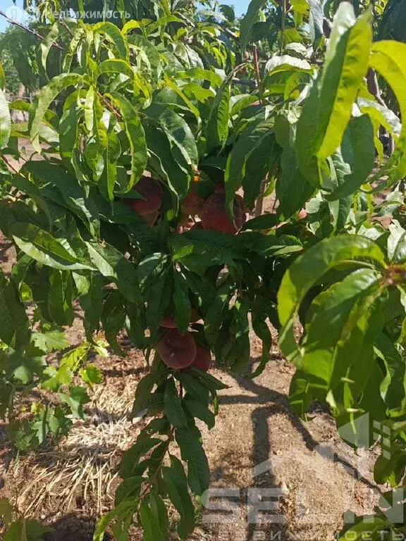 Дом в Черноморское, СНТ Бриз, Ракетная улица, 192 (134.7 м) - Фото 1