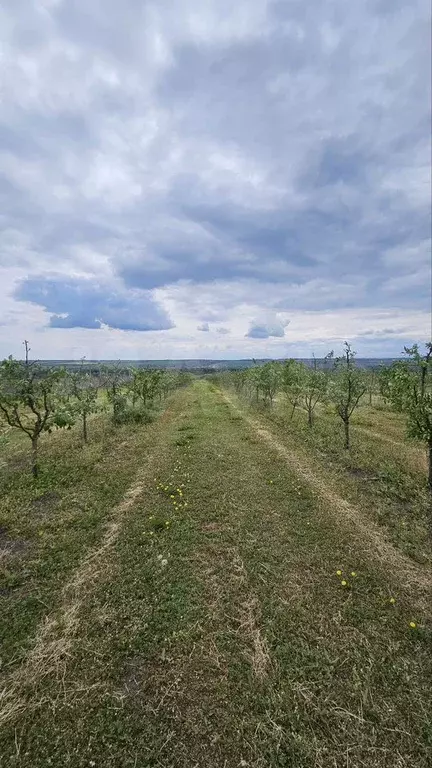 Участок 2,9 га (СНТ, ДНП) - Фото 1
