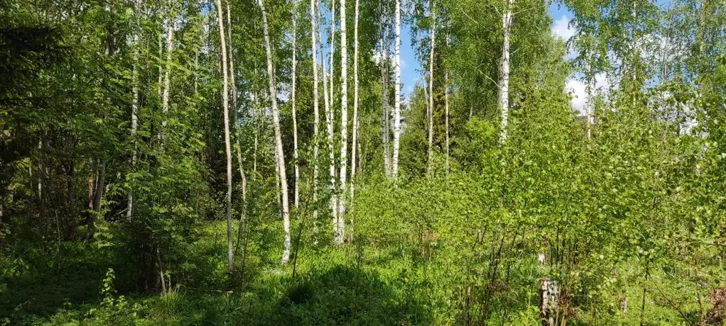 Купить Участок В Дивенской Лужский Район