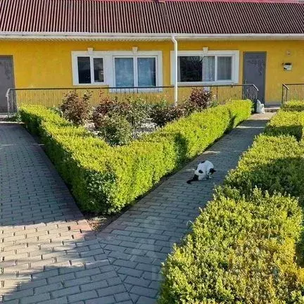 Дом в Крым, Сакский район, с. Уютное, Прибой СПК ул. Вишневая, 82 (320 ... - Фото 1