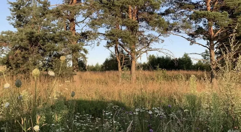 Участок в Псковская область, Печорский муниципальный округ, Лесицкое ... - Фото 1