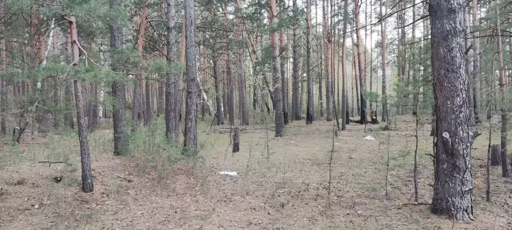 Участок в Свердловская область, Сысертский городской округ, д. Ключи ... - Фото 1