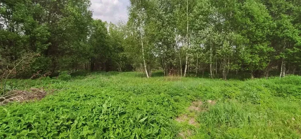 Участок в Московская область, Талдомский городской округ, Запрудня пгт ... - Фото 0