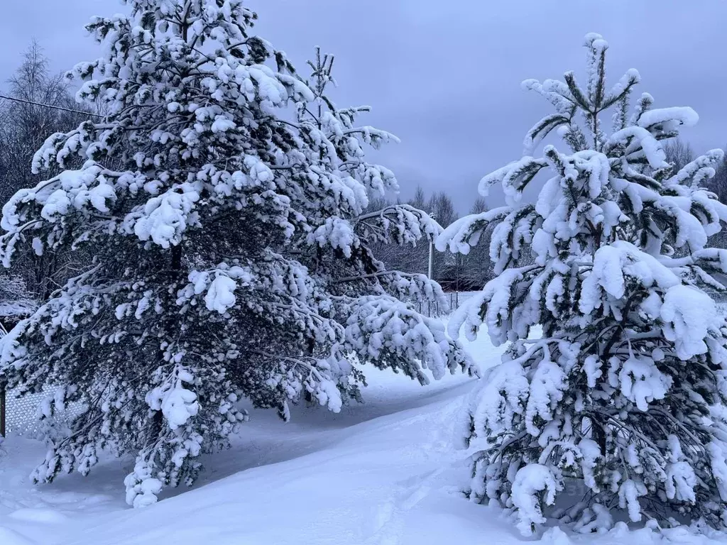 Участок в Владимирская область, Александровский муниципальный округ, ... - Фото 1