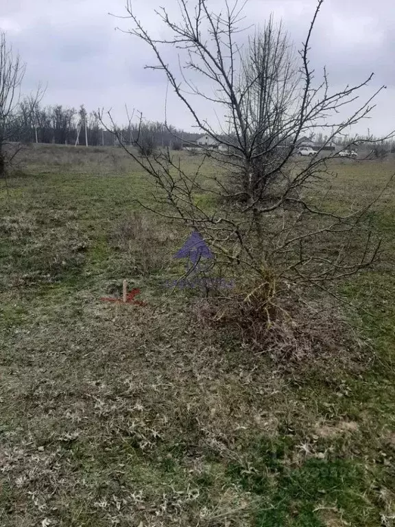 Участок в Ростовская область, Цимлянский район, Лозновское с/пос, ... - Фото 2