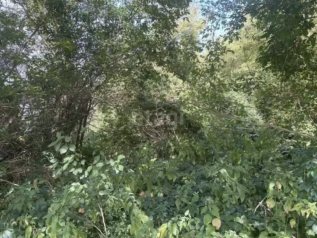 Участок в Воронежская область, Новоусманский район, с. Рогачевка ул. ... - Фото 1
