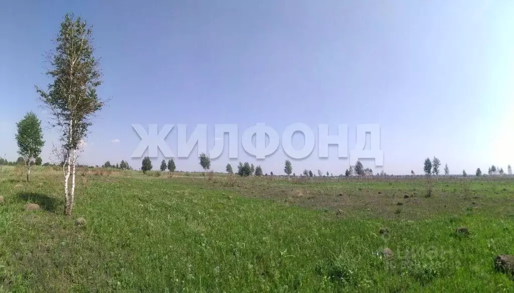 Участок в Новосибирская область, Новосибирский район, Кудряшовский ... - Фото 1