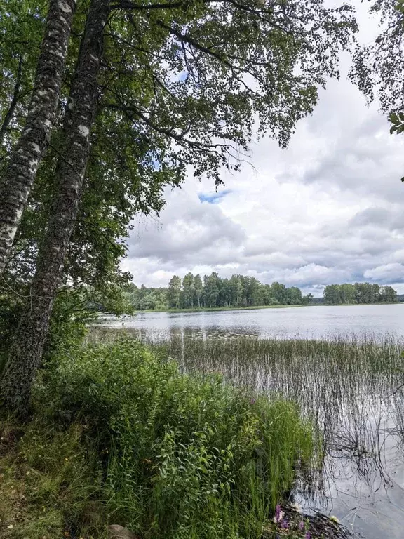 Участок в Новгородская область, Валдайский муниципальный округ, ... - Фото 1