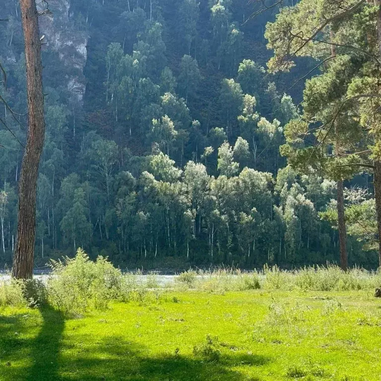 Участок в Алтай, Чемальский район, с. Чепош Родниковая ул. (14.0 сот.) - Фото 0