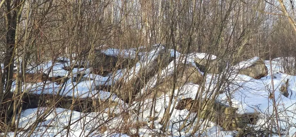 Участок в Московская область, Талдомский городской округ, Запрудня рп ... - Фото 1