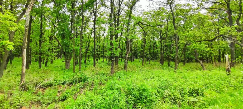 Участок, 15 сот., поселения (ижс) - Фото 1