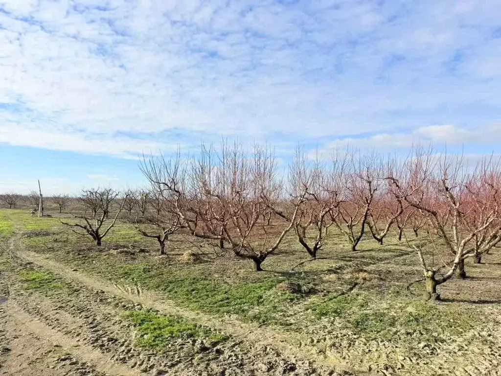 Участок в Крым, Кировский район, Золотополенское с/пос, с. Возрождение ... - Фото 1