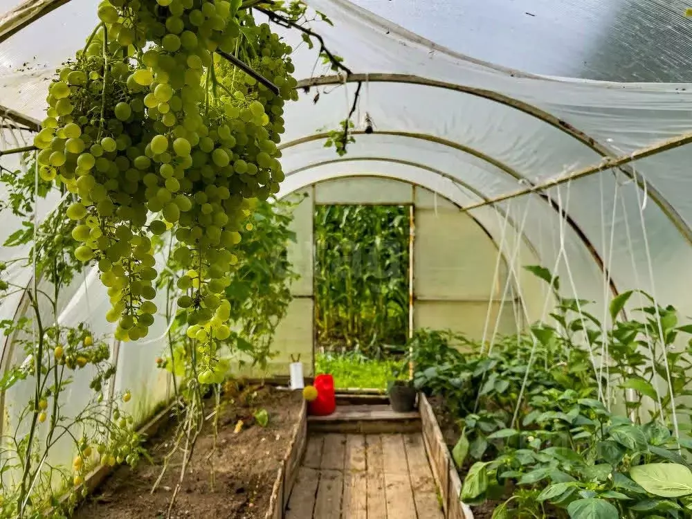 Дом в Вологодская область, д. Дорково  (50 м) - Фото 1