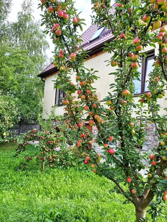 Дом в Калининградская область, Зеленоградск пос. Сосновка, ул. ... - Фото 1