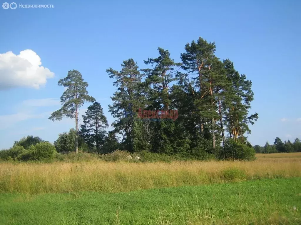 Участок в Приозерский район, Плодовское сельское поселение, посёлок ... - Фото 1