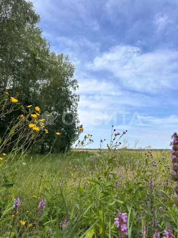 Участок в Тюменская область, Тюменский муниципальный округ, с. Кулига  ... - Фото 2